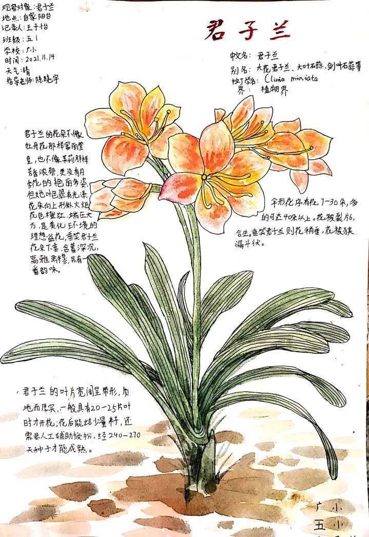 自然笔记植物 简单图片