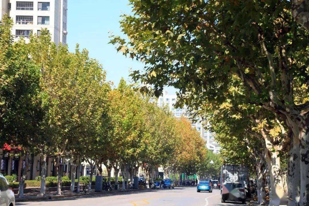有一种美叫落叶不扫闵行这些地方正上演景观大片