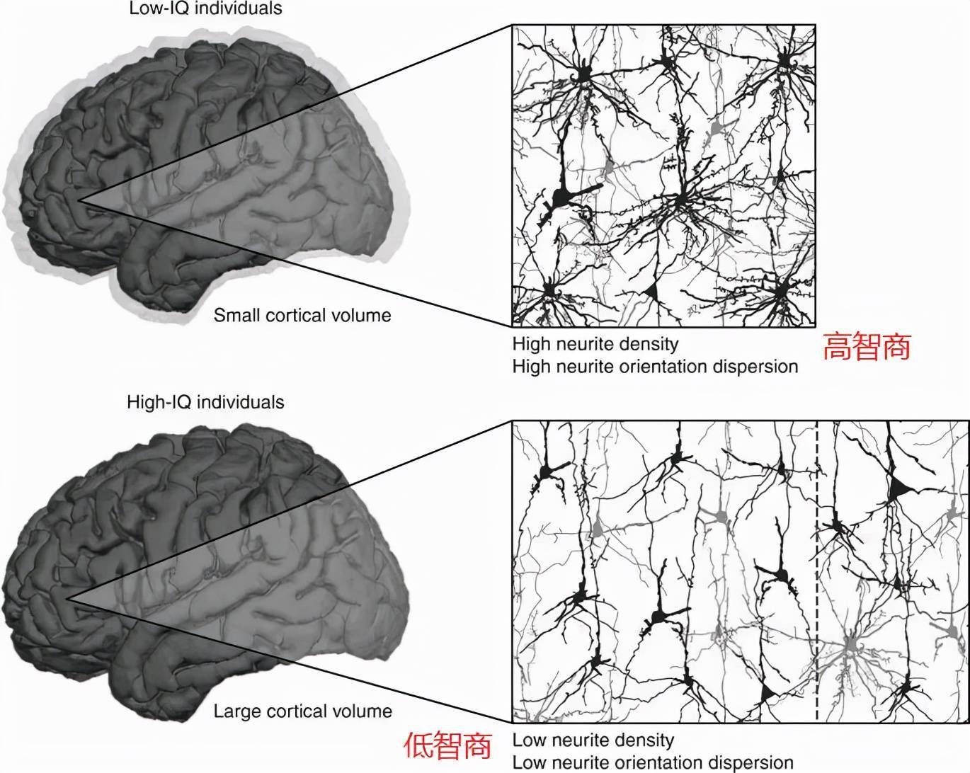 原创孩子脑袋越大越聪明吗?若有两个方面刺激不到位,可能也是白搭