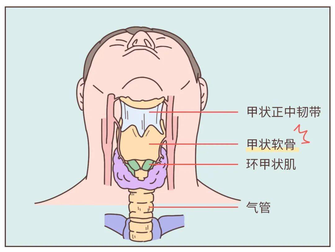 喉结旁边淋巴位置图图片