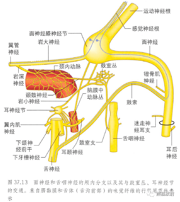 鼓索神经图片