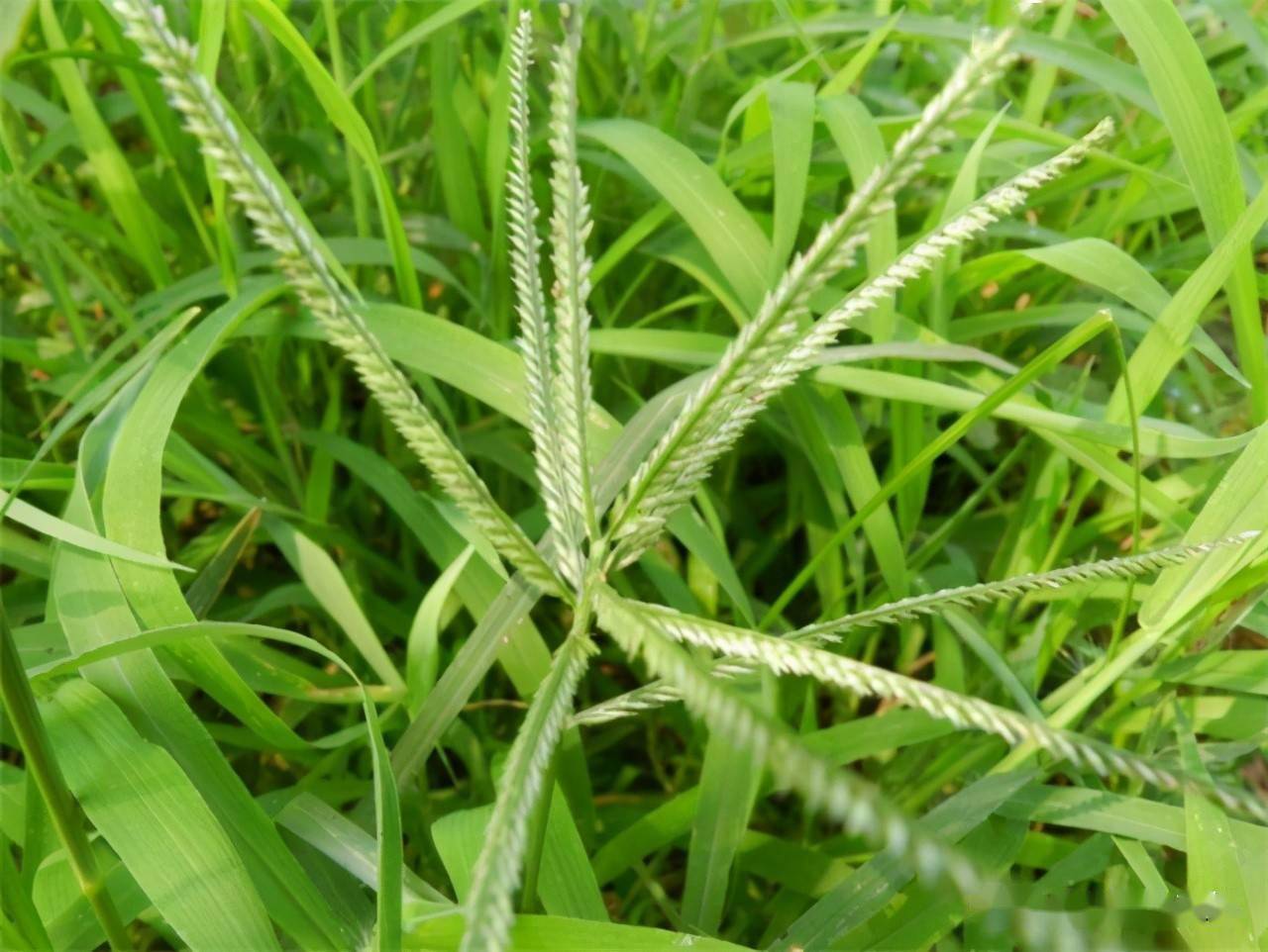 牛屎铺滩草的功效图片