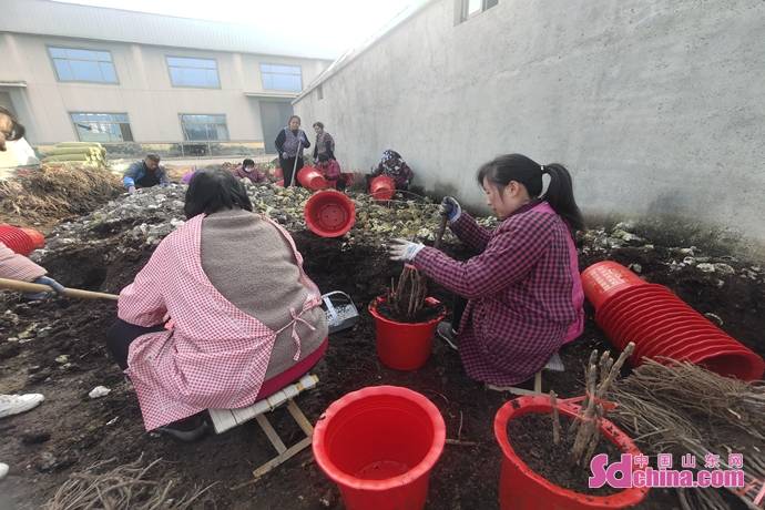 牡丹花里写出的菏泽大文章