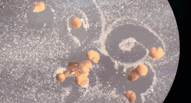 Xenobots 3.0来了！全球首个可自我繁殖活体机器人问世