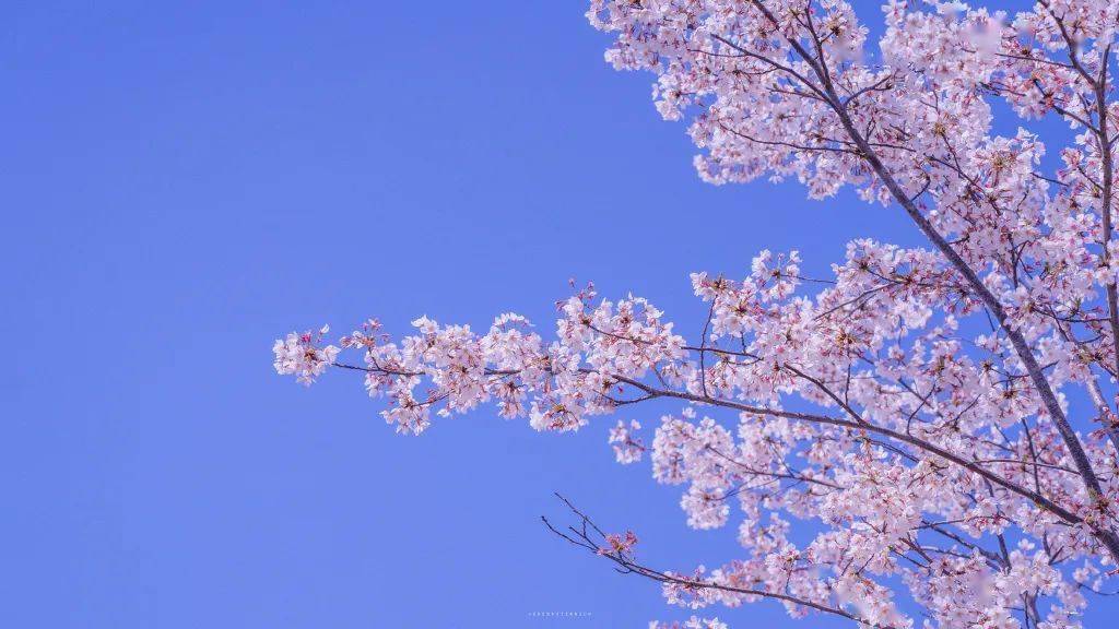 人间枝头 各自乘流一眼爱上的微信头像朋友圈背景图分享挚爱壁纸