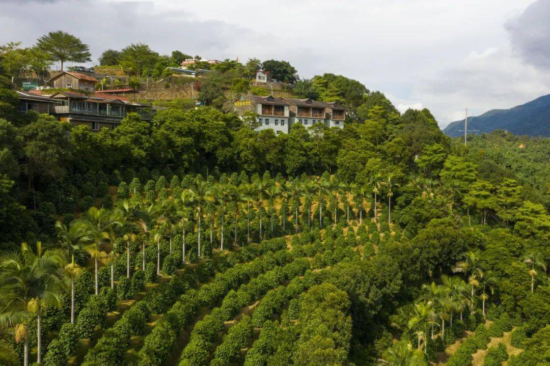 咖啡红了山野树林的味道来了