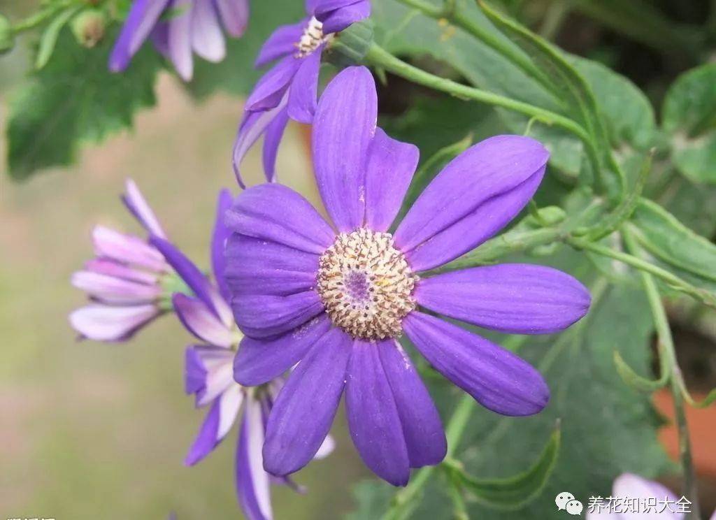 花卉寿命知多少～_开花_昙花_植物