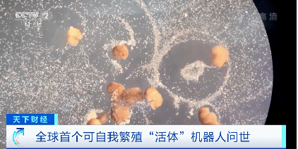 全球首个可自我繁殖“活体”机器人问世！有望应用于搜索污染源或手术等领域