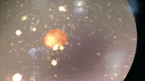 Xenobots 3.0来了！全球首个可自我繁殖活体机器人问世