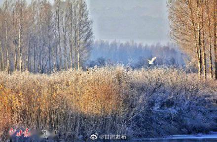 夕阳|民勤：雾凇浸染芦苇荡 天鹅畅游石羊河