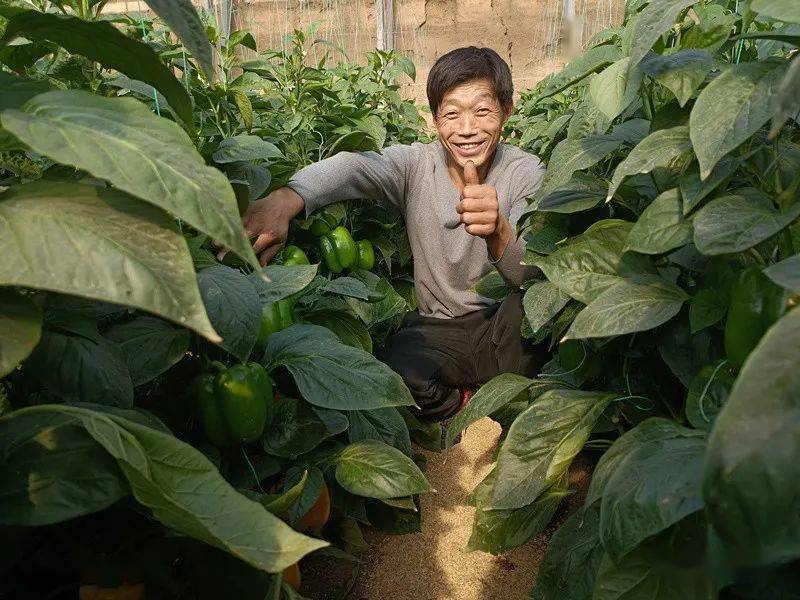 思遠農業幫您辣椒早返棵,早坐果創富大行動(一)----抓住返棵管理要點