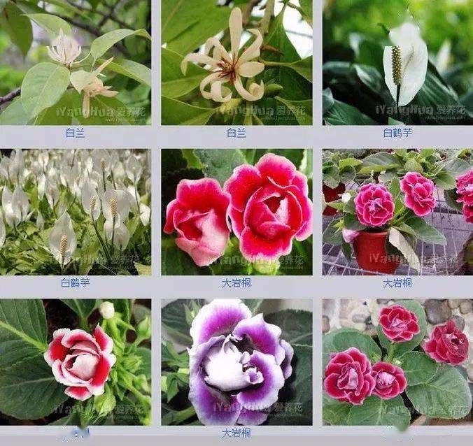 鲜花品种大全名字图片图片