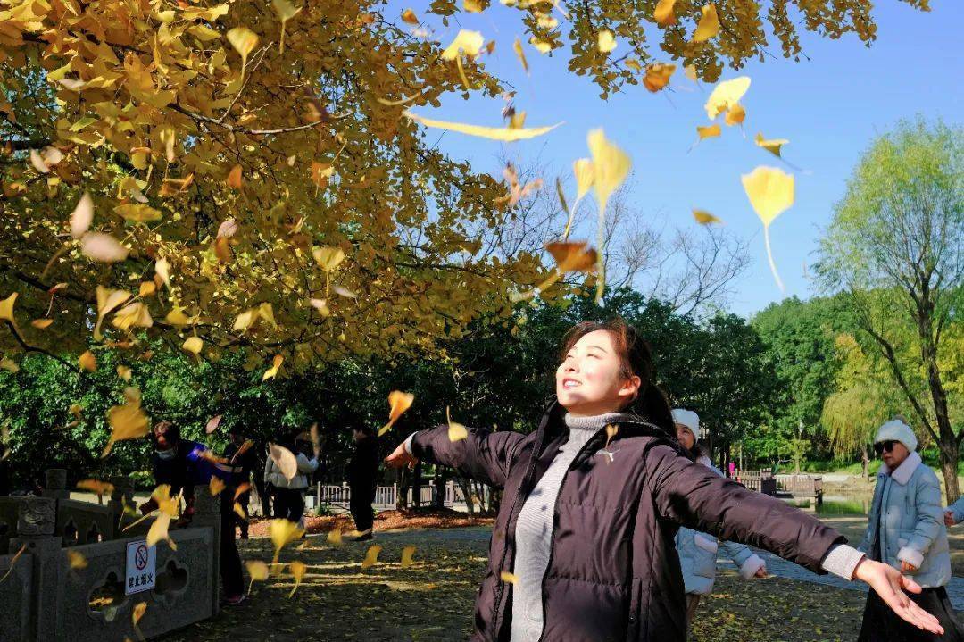 树王|一年等一回！嘉定这棵千年银杏已换装