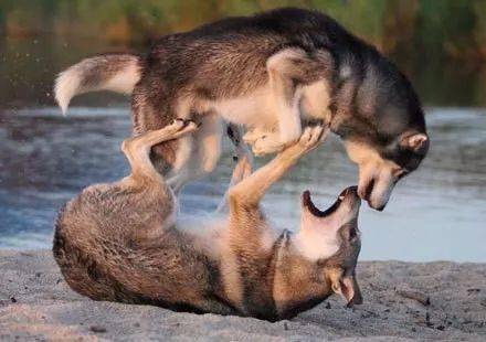 两只哈士奇打架斗狠可当德牧加入战场后画面不忍直视了笑喷