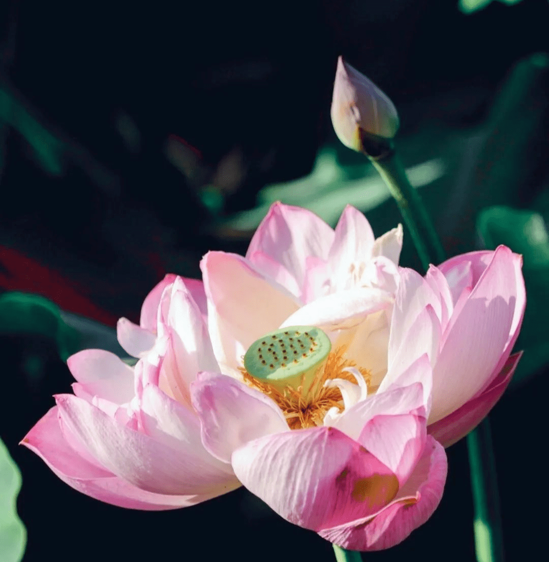 王阳明：在心里种花，人生才不会荒芜_搜狐网