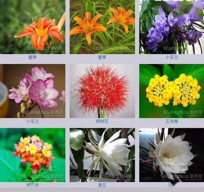 世界上最美的花的名字图片