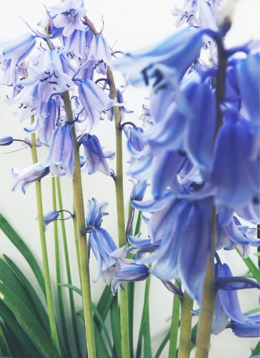 蓝颜知己美极了