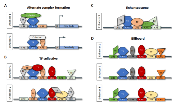 plantcell综述顺式调控元件cis在植物中的研究进展及未来的挑战