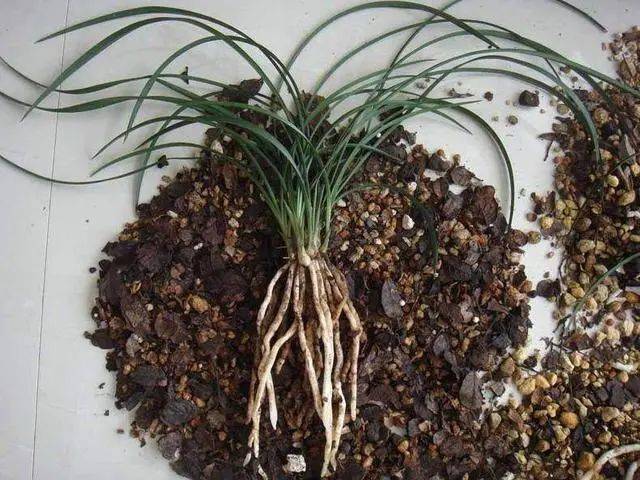 兰花不长新根?掌握方法,白根挤满盆_根系_花友_开花