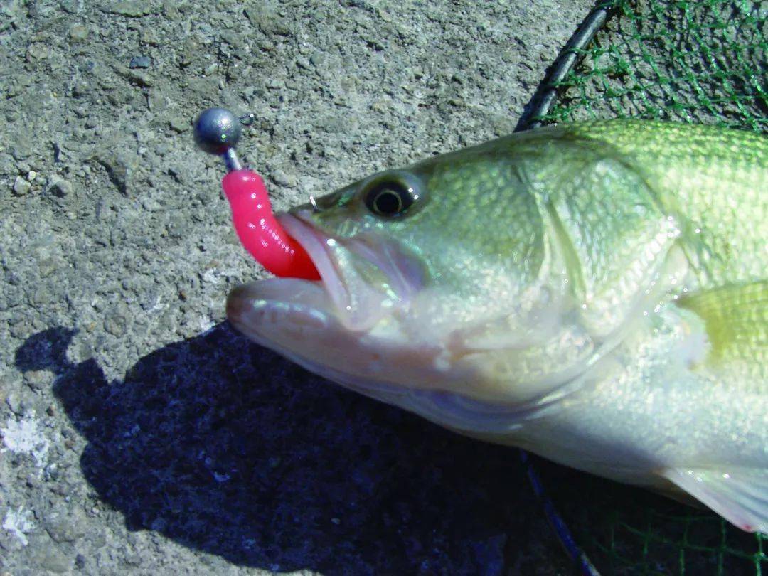 初冬路亚黑鲈先看看这份指南省得白去一趟上