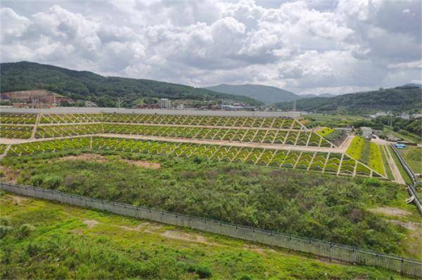 中老铁路绿化车站路基.