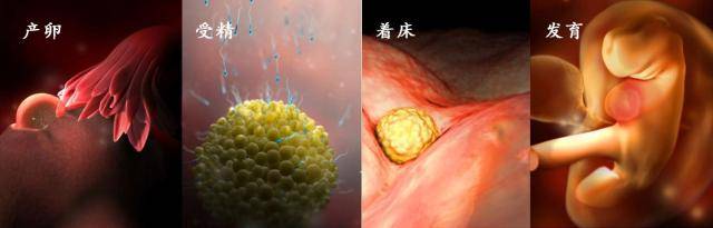 胎儿在子宫里是怎么发育的9组图片了解全过程原来胎宝不孤单