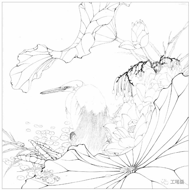 图文教程李晓明荷花白鹭工笔绘制步骤图解