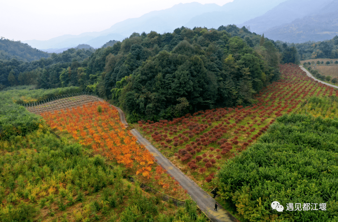 社区|都江堰这个地方年度压轴绝美景色上线，尝完美食，更加不愿走了！