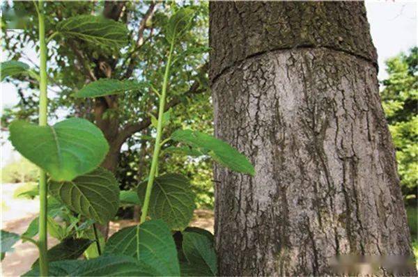 曾因壮阳被剥树皮成保护植物如今却卖不上价炒作过头