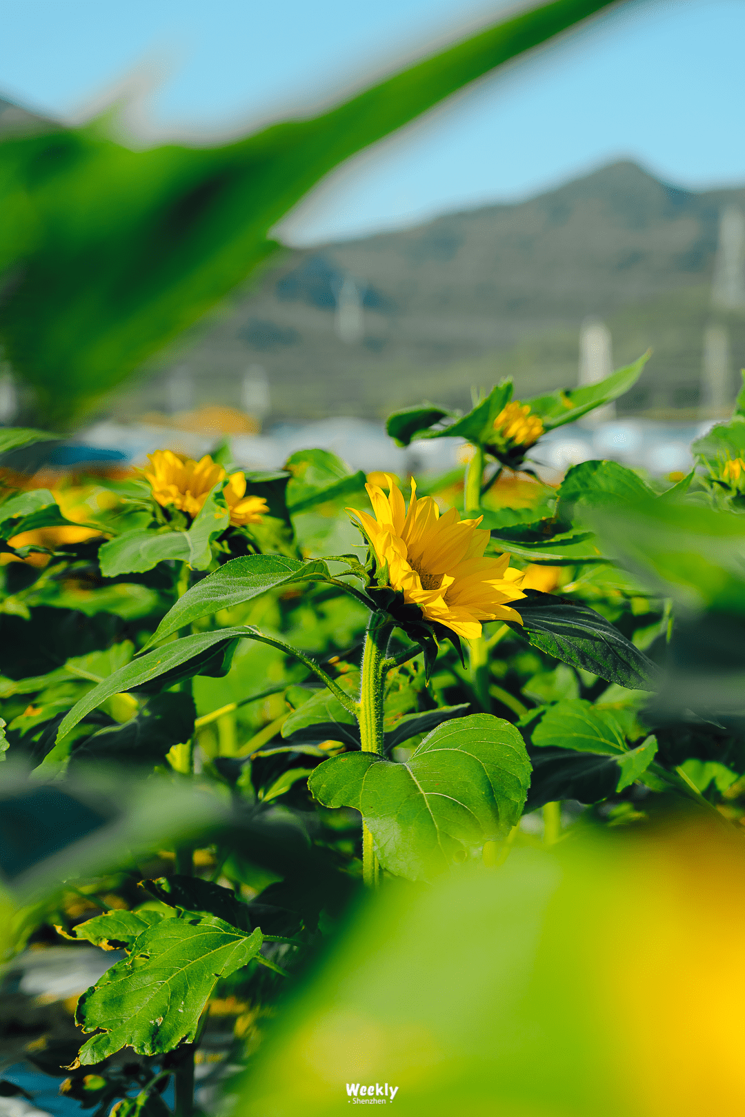 花海|曝光深圳「花海梯田」，去过算我输