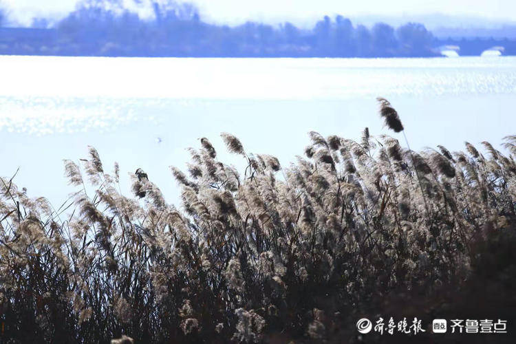 冬日里的芦花，恬静淡雅，飞舞中透着灵气