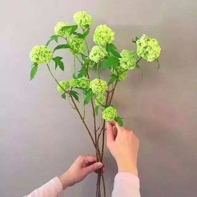 中式插花的构图原理:花材的正确使用方式_丛枝_客枝_主枝