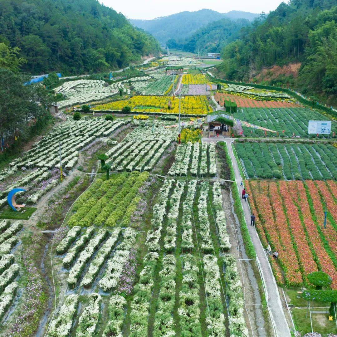 河台黄金菊旅游生态园 冬日暖阳, 百亩黄金菊竞相绽放, 放眼望去繁花