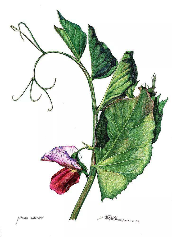 有个伙子用画笔为云南苍山万物生灵"留影"