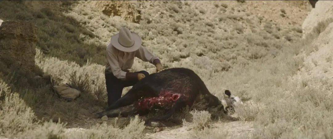 角色|颁奖季！深柜之死，是一场温柔的诱杀