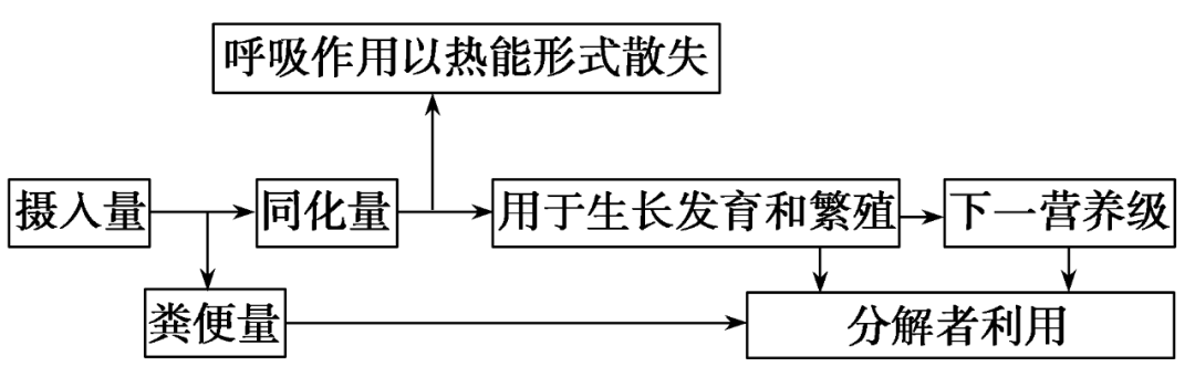 能量在营养级之间流动过程图解易错点3分析能量流动图解及解决能量