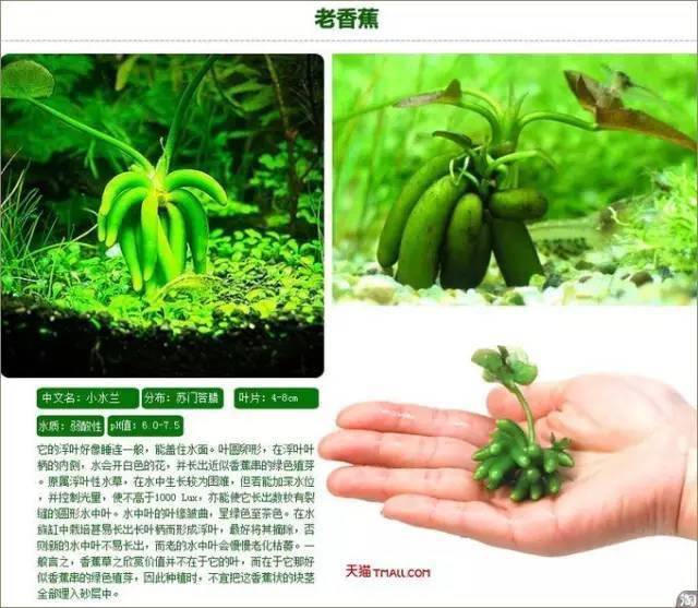 哪种水草可以绑沉木 ce701d9ff89f49239e86e3ba0c7e3309.jpeg