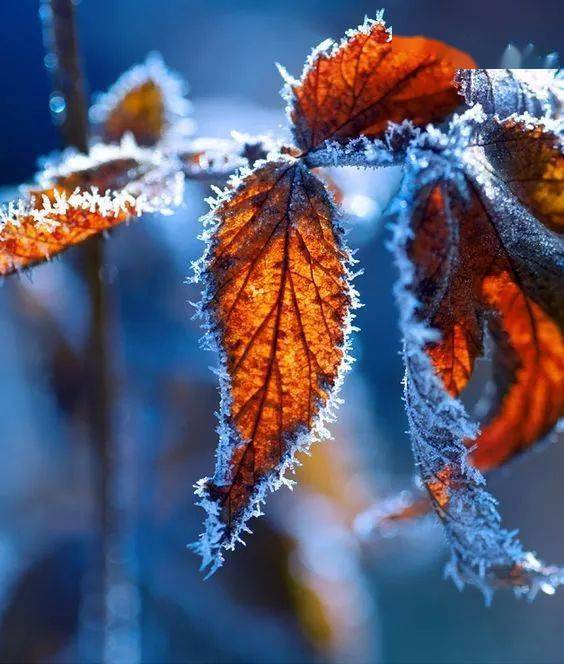 雪中花