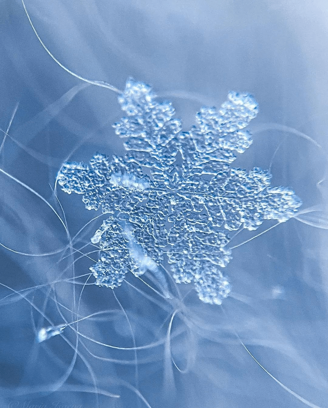 视野丨冰雪里的微观奇景_内容_玛丽亚_雪花