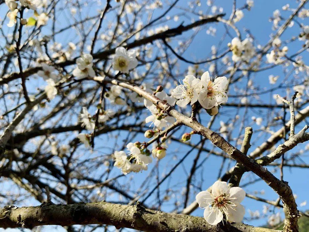 女士免票福利天露山第十届梅花节12月12日隆重开启