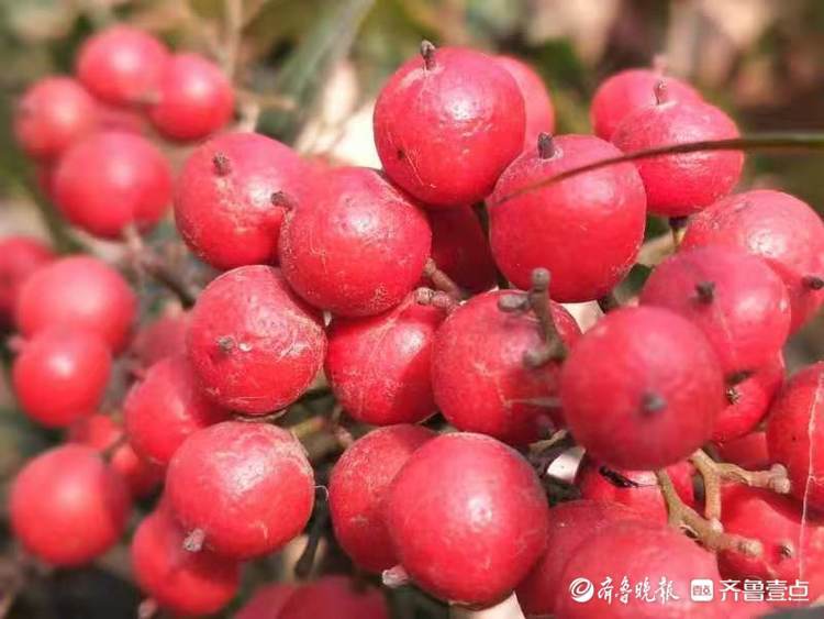 幸运果实什么功能 652de736b13f46b8bb01df10fd1cfbaf.jpeg