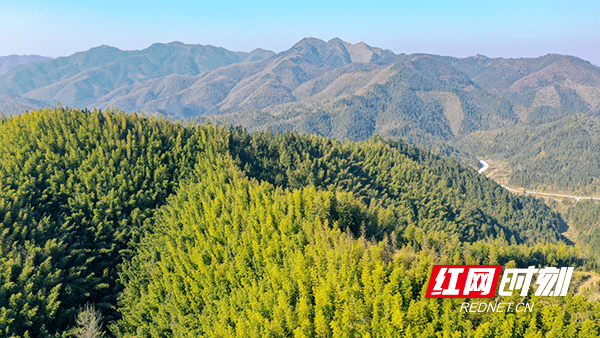 钟伟锋|湖南新田：林长制激活乡村旅游