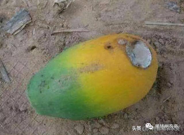 木瓜难缠病虫害详解析快来比对一下