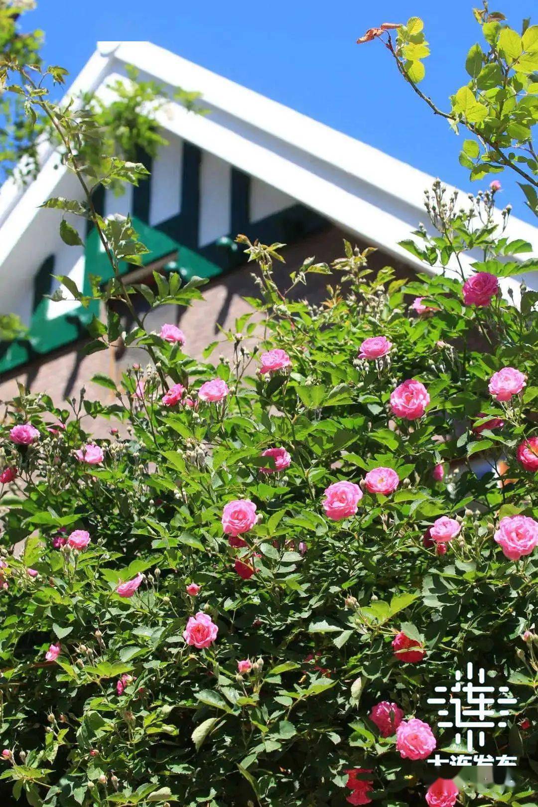 大连市树市花请你来投