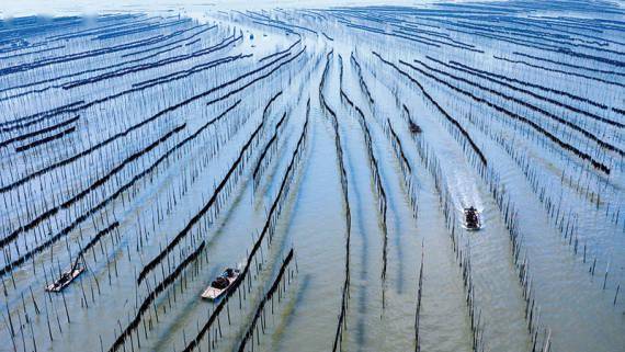 建设|瞭望 | 向海而生、点绿成金，这个地方打造了个双色的“聚宝盆”