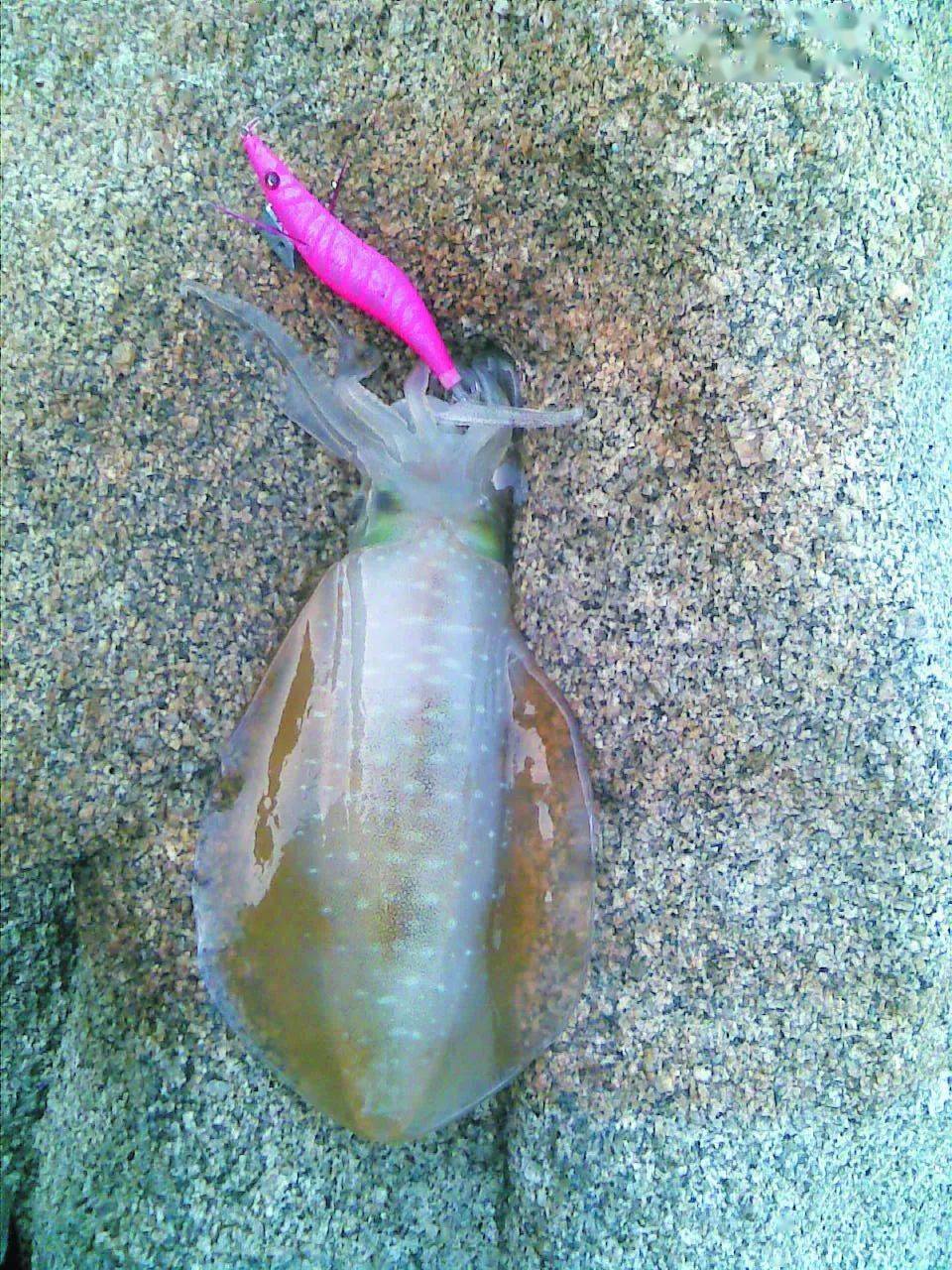 木虾战大尾鱿,教你这两种钓法~(中)_鱿鱼_钓友_颜色