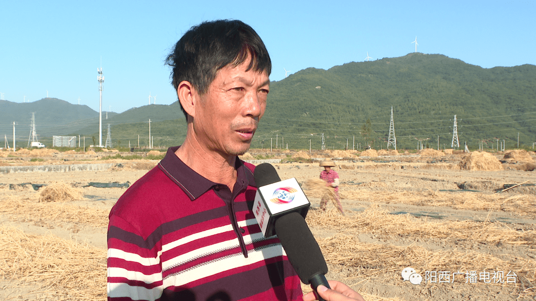 阳西上洋:西瓜田里铺稻草 增产增效又环保_上洋镇_田对_广播