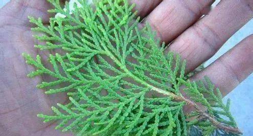 头皮头发总掉竟是「发根」缺了它！简单一招，5天生新发！发量重回18岁