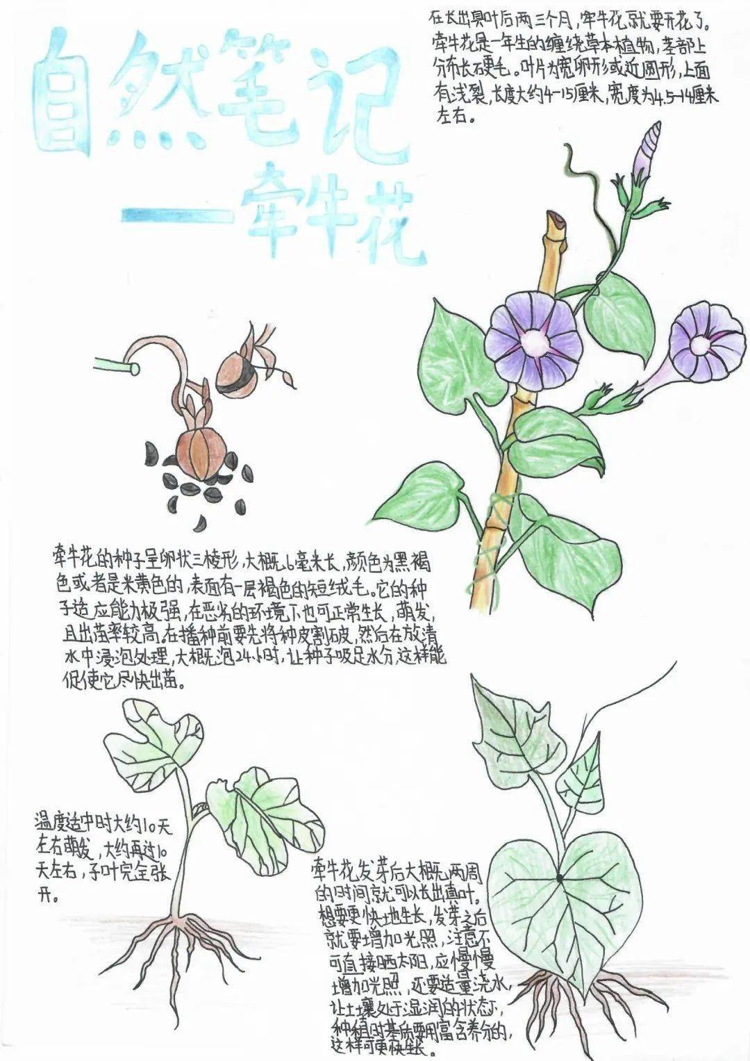 花卉新闻摄影教程笔记，技巧教学大全