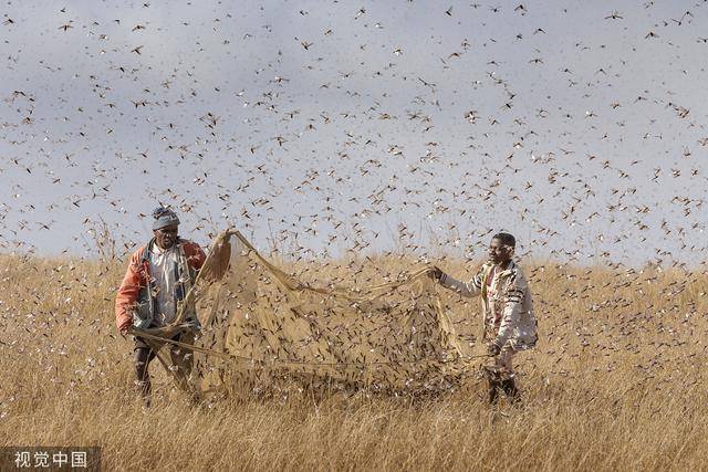 知料| 浙江10万"鸭子军队"出征,30 年治蝗往事重现_蝗灾_马世骏_蝗虫